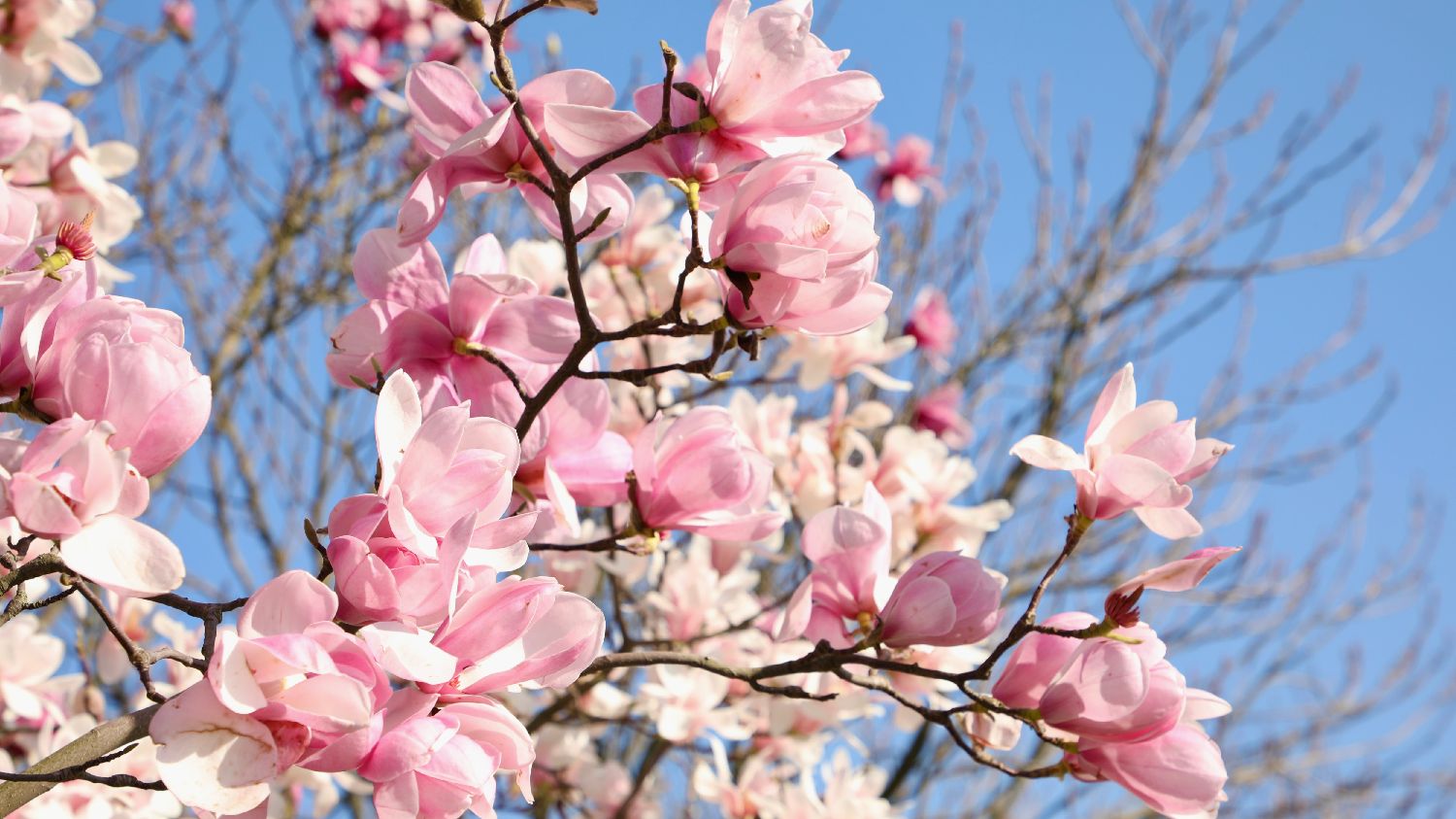 比利时篮球甲级联赛:布鲁塞尔豪取连胜 比利时篮球甲级联赛:布鲁塞尔豪取连胜